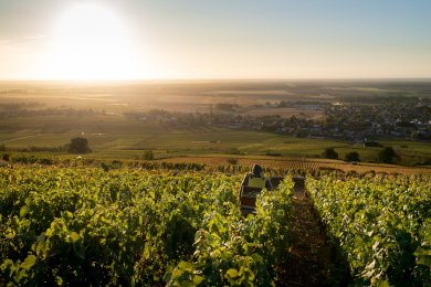 Nos propriétés et Domaines en région Bourgogne
